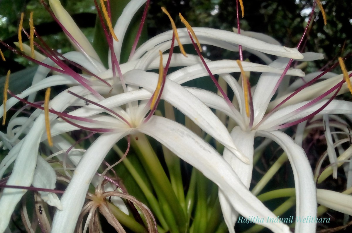 Crinum asiaticum L.